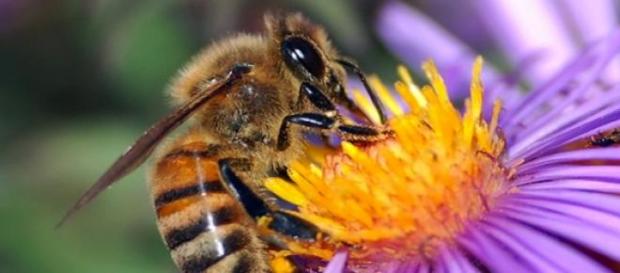 Ségolène Royal veut sauver les abeilles Ségolène Royal veut sauver les abeilles