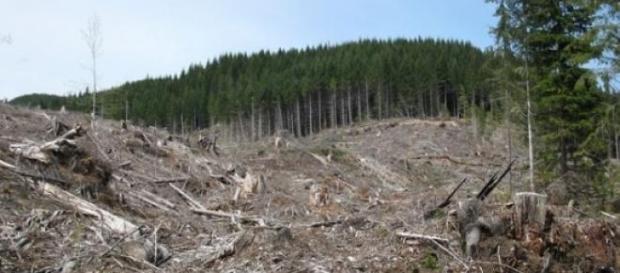 Codrul, fratele românului a fost răpus de corupție Codrul, fratele românului a fost răpus de corupție