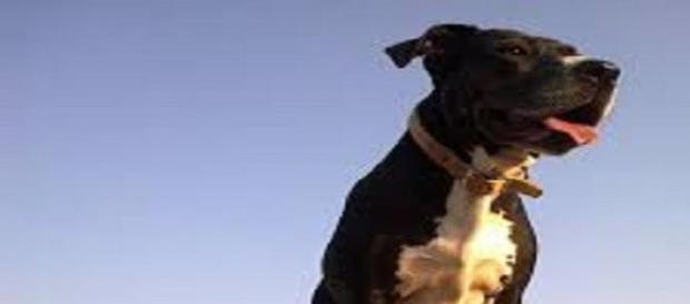 El Pitbull es considerado un perro peligroso El Pitbull es considerado un perro peligroso