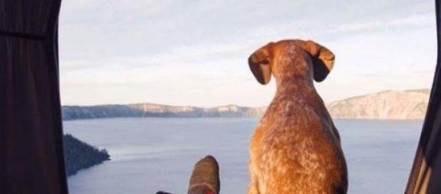 Un hombre y su perro, compañeros de vida Un hombre y su perro, compañeros de vida