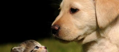 Vietato l'ingresso a cani e gatti ad Expo 2015