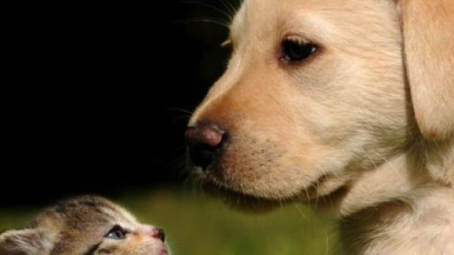 Vietato l'ingresso a cani e gatti ad Expo 2015