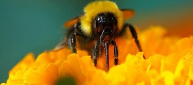 Oslo reacts to declining bumblebee numbers Oslo reacts to declining bumblebee numbers