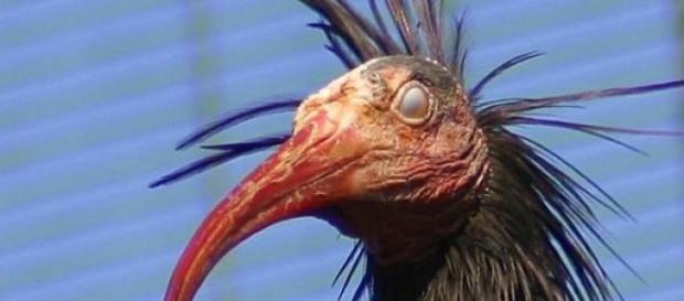 Resultado de imagem para passaro ibis futebol