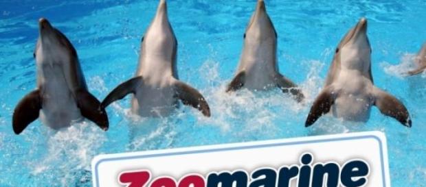 Zoomarine il parco divertimenti di Roma Zoomarine il parco divertimenti di Roma