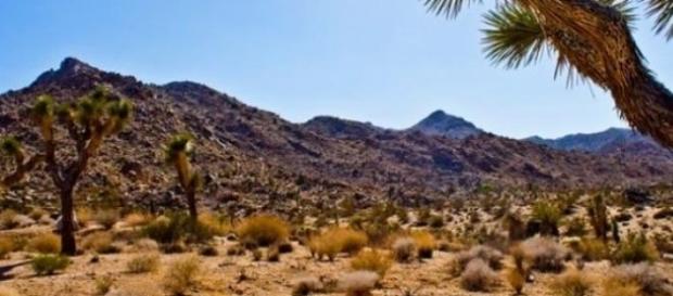 Dianna Bedwell sobreviveu duas semanas no deserto. Dianna Bedwell sobreviveu duas semanas no deserto.