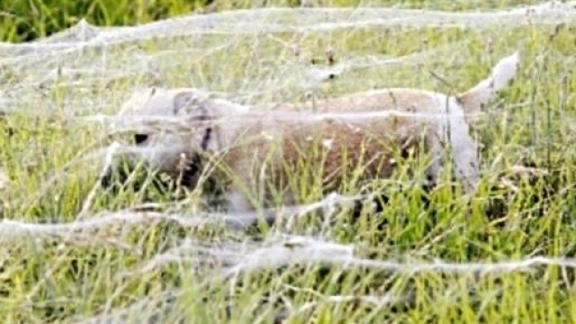 Milioni di ragni invadono paesi australiani