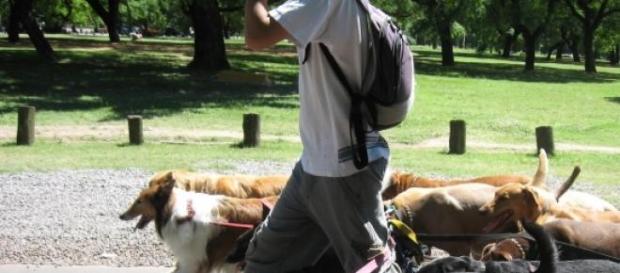 Dog-sitter, da part-time a lavoro a tempo pieno Dog-sitter, da part-time a lavoro a tempo pieno