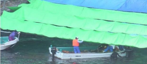 Fishermen from Taiji trying to hide the slaughter Fishermen from Taiji trying to hide the slaughter