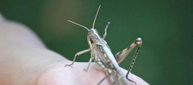 O insecto é rico em proteínas e fácil de criar O insecto é rico em proteínas e fácil de criar