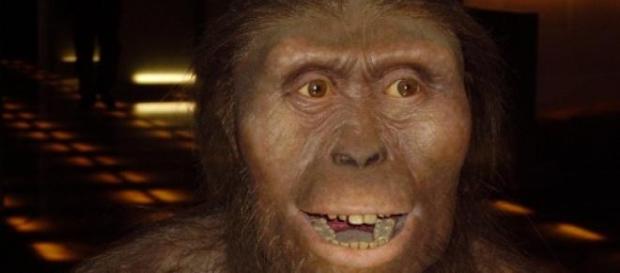 Reconstrução de um australopiteco como a "Lucy". Reconstrução de um australopiteco como a "Lucy".