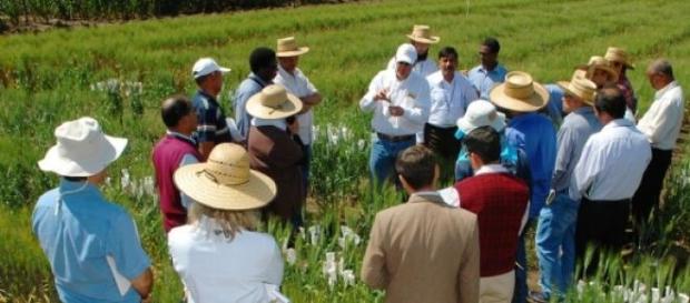 Agricultores reunidos en un campo de cultivo Agricultores reunidos en un campo de cultivo