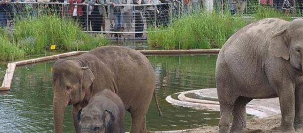 Elefantii, cu trupuri senzationale, la ZOO Elefantii, cu trupuri senzationale, la ZOO