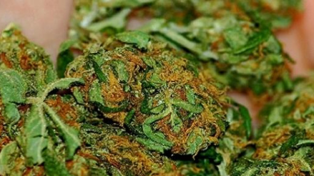 A quoi ressemble la marijuana ? Crédits - Katherine Hitt