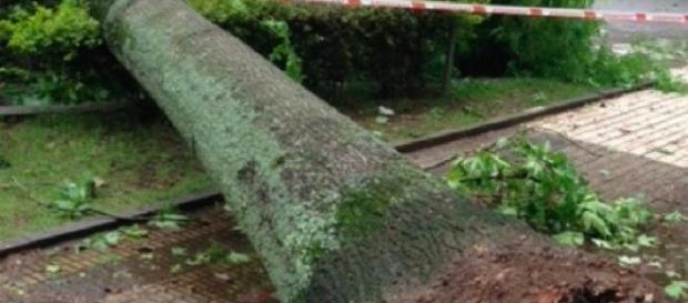 Árvore que caiu sobre o jovem Árvore que caiu sobre o jovem