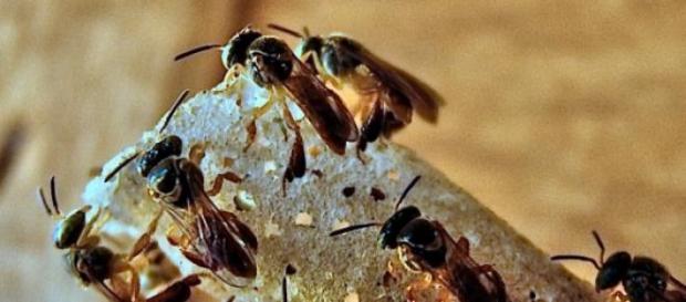 Enzima protectora contra bactérias nas colmeias Enzima protectora contra bactérias nas colmeias