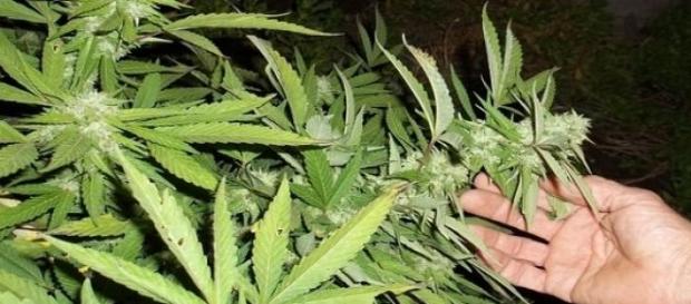 Nueva marcha por la legalización de la marihuana Nueva marcha por la legalización de la marihuana