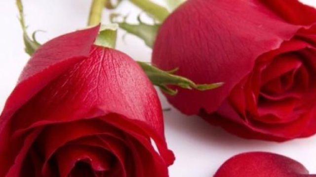 Festa della mamma: ecco i migliori siti web