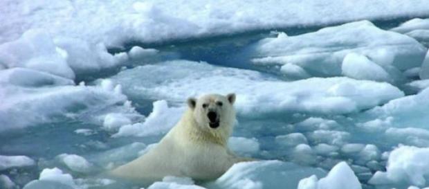 Cambio climático afectaría biodiversidad global Cambio climático afectaría biodiversidad global