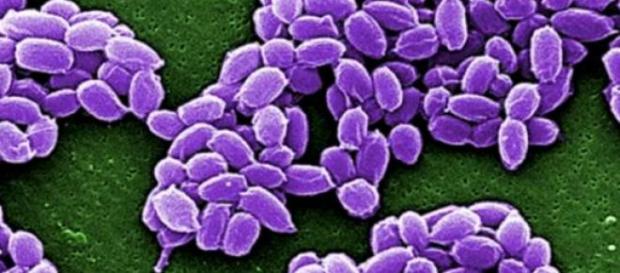 La plata es letal para las poblaciones bacterianas La plata es letal para las poblaciones bacterianas
