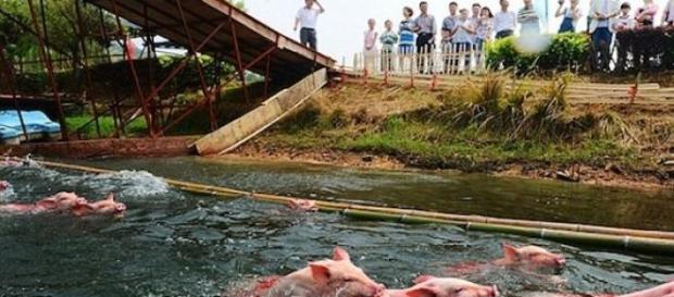 Le May Day : la compétition pour cochons en Chine. Le May Day : la compétition pour cochons en Chine.