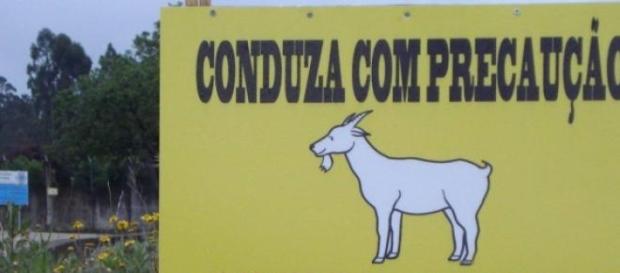 "Caminho de cabras" indica uma das placas "Caminho de cabras" indica uma das placas
