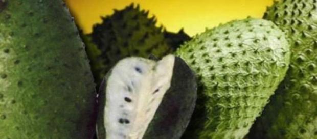 Graviola o guanábana para curar el cáncer Graviola o guanábana para curar el cáncer