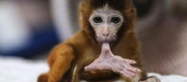 A macaca bebé tem apenas alguns dias. A macaca bebé tem apenas alguns dias.