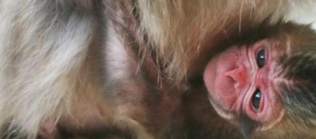 A zoo in Japan names a new born monkey Charlotte A zoo in Japan names a new born monkey Charlotte