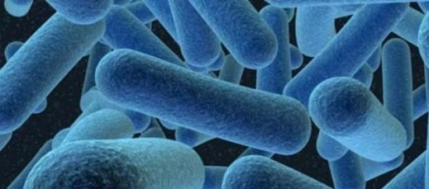 Es un formidable hallazgo para la biología Es un formidable hallazgo para la biología