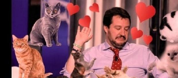 'Gattini su Salvini', flash mob su Facebook 'Gattini su Salvini', flash mob su Facebook