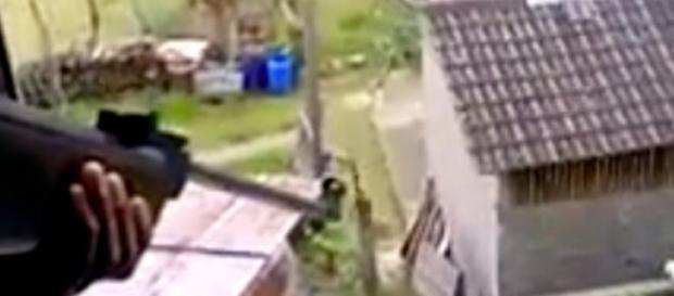 Jovem atira sobre gato e amigo filma Jovem atira sobre gato e amigo filma