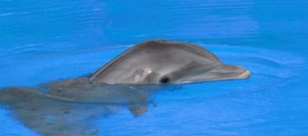 Lo delfines exhiben una gran sociabilidad Lo delfines exhiben una gran sociabilidad