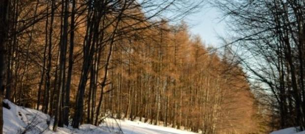 Pădurea în timp de iarnă. Pădurea în timp de iarnă.