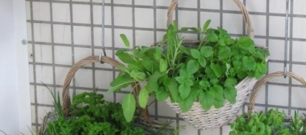 plate aromate in balconul tau plate aromate in balconul tau