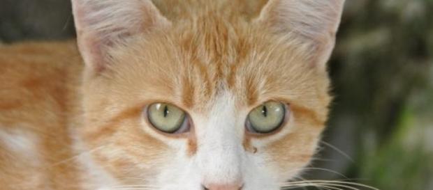 Un animal est un être doué de sensibilité. Un animal est un être doué de sensibilité.
