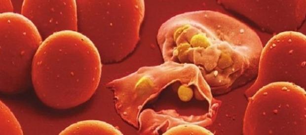 Vacuna contra el virus de la Malaria Vacuna contra el virus de la Malaria
