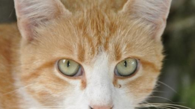 Un animal est un être doué de sensibilité.