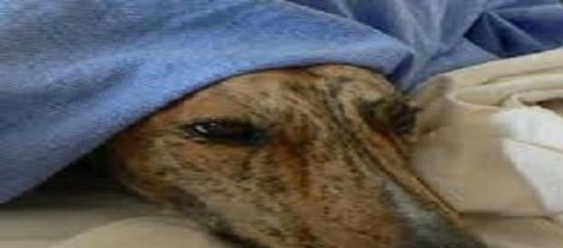 El deterioro del perro Galgo El deterioro del perro Galgo