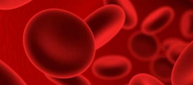 Es la muestra más antigua de glóbulos rojos Es la muestra más antigua de glóbulos rojos