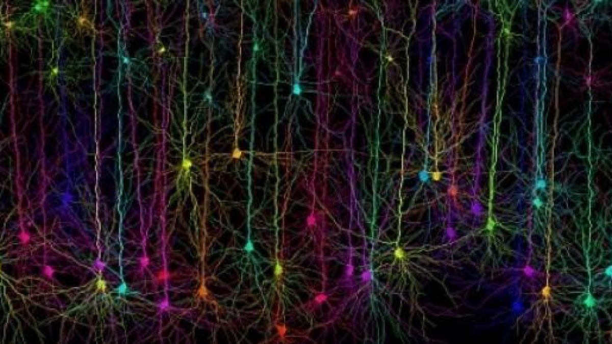 neuroni piramidali della corteccia cerebrale