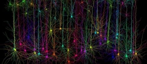 Neuroni piramidali della corteccia visiva primaria