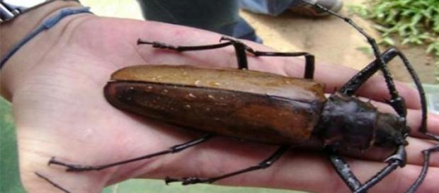 Fotografía real del escarabajo Titán Fotografía real del escarabajo Titán