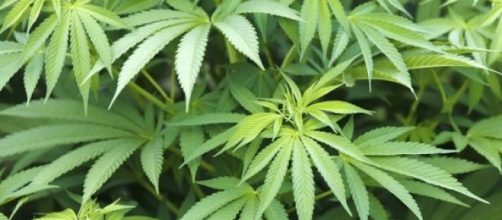 Marijuana: raccolto in Italia per uso terapeutico