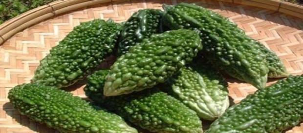 El melon amargo en cancer y diabetes El melon amargo en cancer y diabetes
