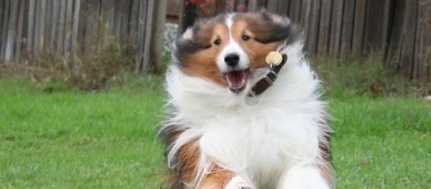 Une application pour les fans de chiens Une application pour les fans de chiens