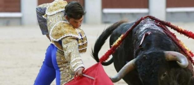 Heridas causada a un toro durante su lidia Heridas causada a un toro durante su lidia