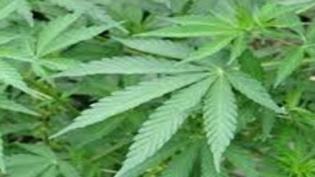 Cannabis ad uso terapeutico in Piemonte