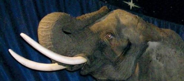 One of the last British circus elephants. One of the last British circus elephants.