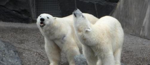 Orsi polari costretti a mangiare delfini